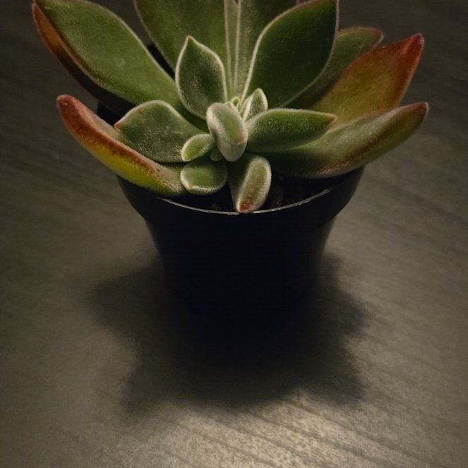 Photo of the plant species Plush Plant by @KindSpeedwell73 named Oscar on Greg, the plant care app