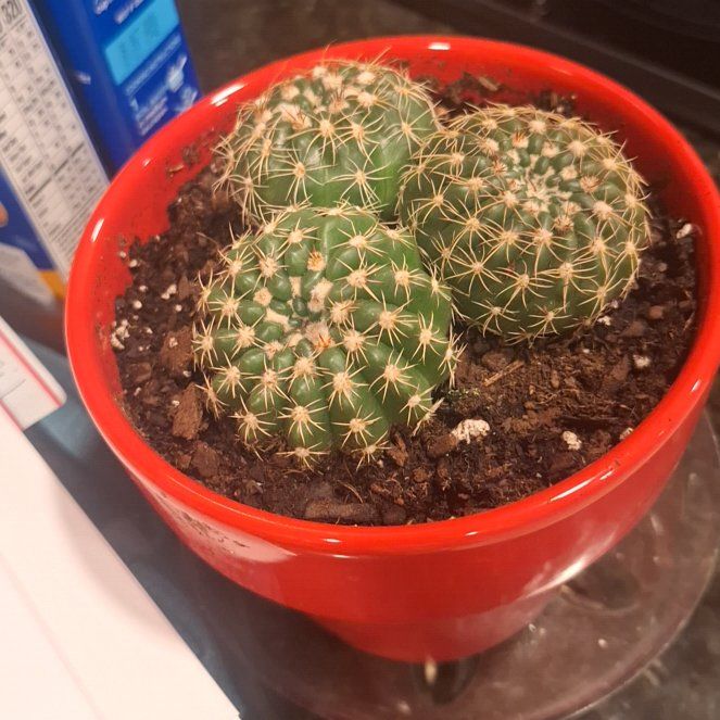 Photo of the plant species Notocactus by @AceCrassula66 named Bathsheba on Greg, the plant care app