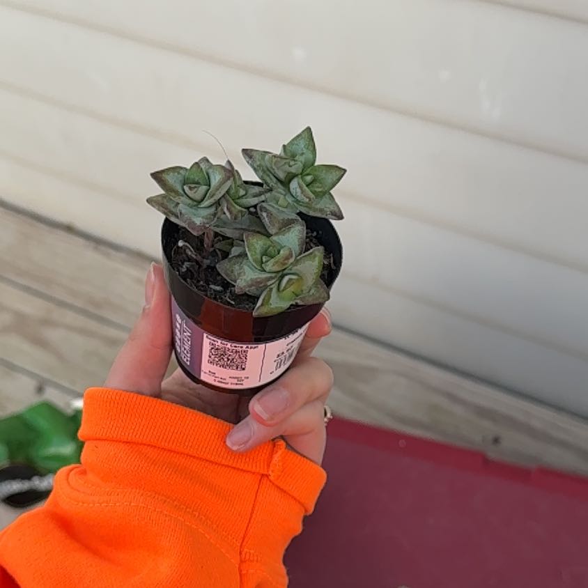 Photo of the plant species String of Buttons by @GivingAloepepe named Cleopatra on Greg, the plant care app