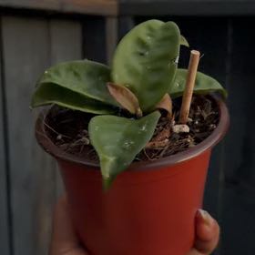 Photo of the plant species Hoya Carnosa Krinkle 8 by @Curlyhoyas named Scarlett on Greg, the plant care app