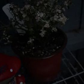 Photo of the plant species artillery plant by @Curlyhoyas named Aria on Greg, the plant care app