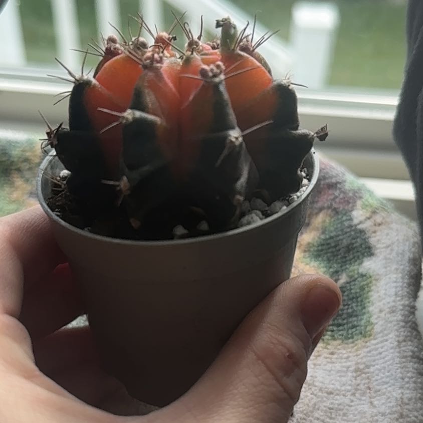 Photo of the plant species Variegated Moon Cactus by @Jurassicbellz named Daphne on Greg, the plant care app