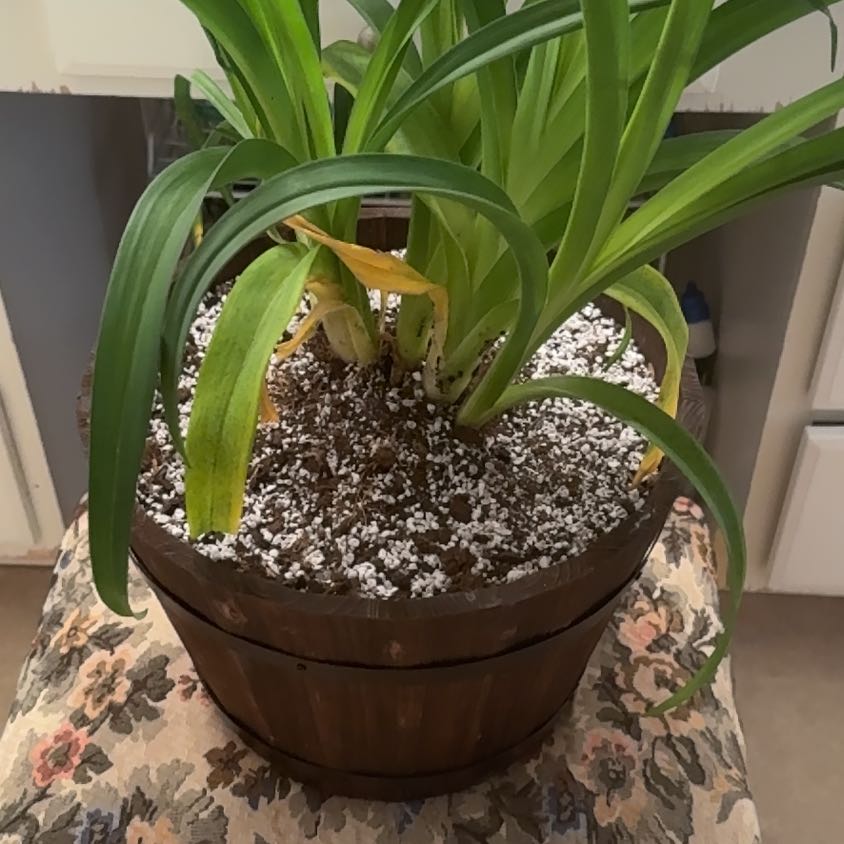 Photo of the plant species Daylily by @Jurassicbellz named Marilyn on Greg, the plant care app