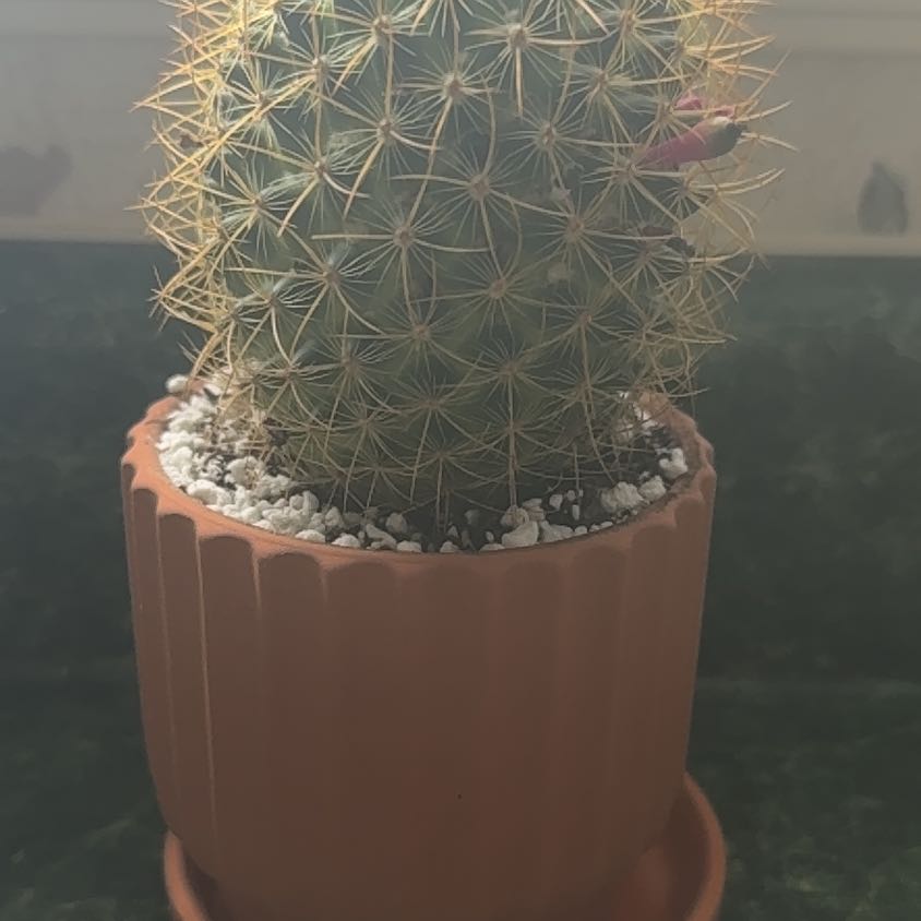 Photo of the plant species Mammillaria pringlei by @Jurassicbellz named Velma on Greg, the plant care app
