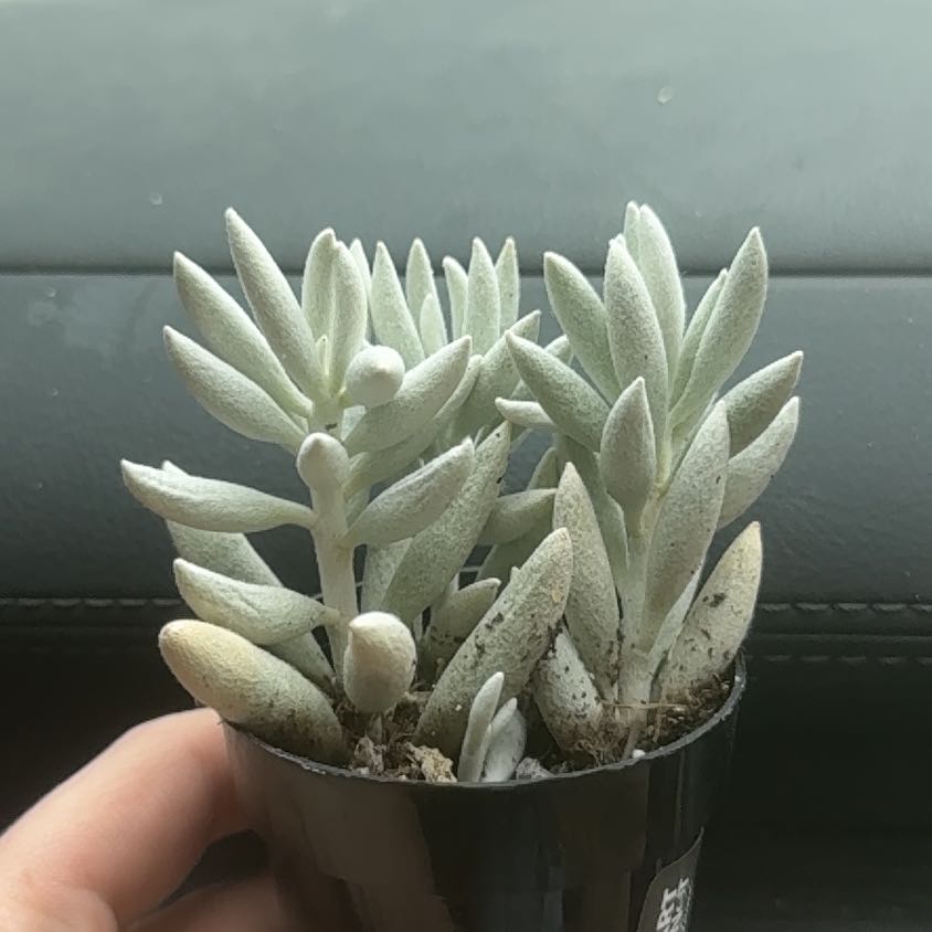 Photo of the plant species Cocoon Plant by @Jurassicbellz named Gregarious on Greg, the plant care app