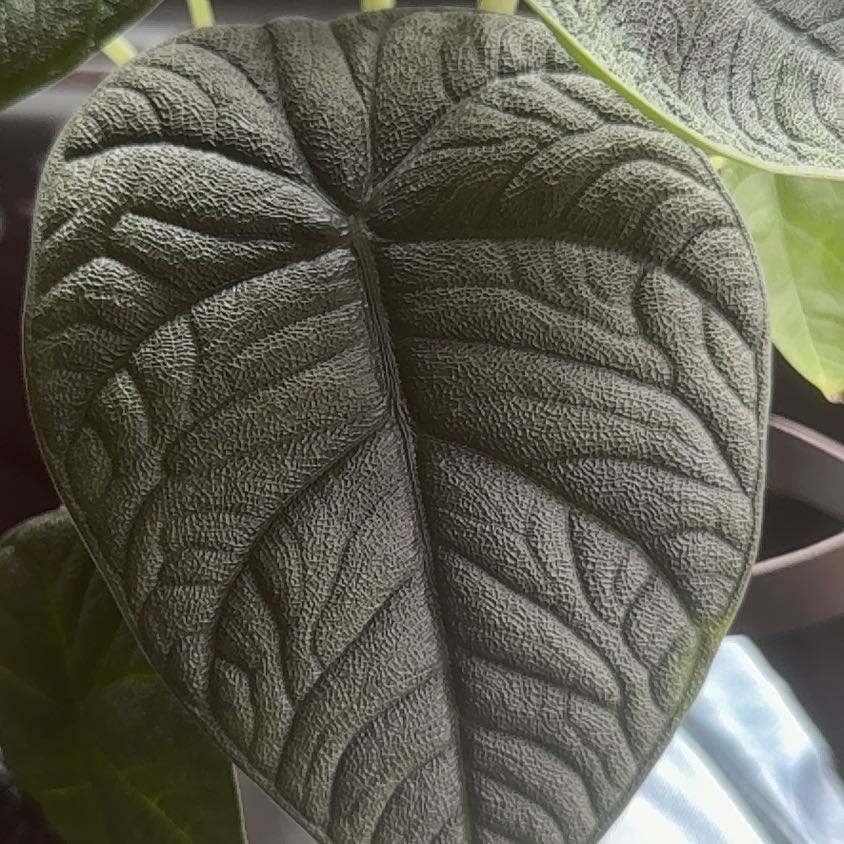 Photo of the plant species Alocasia 'Rugosa' by @Jurassicbellz named Anne on Greg, the plant care app