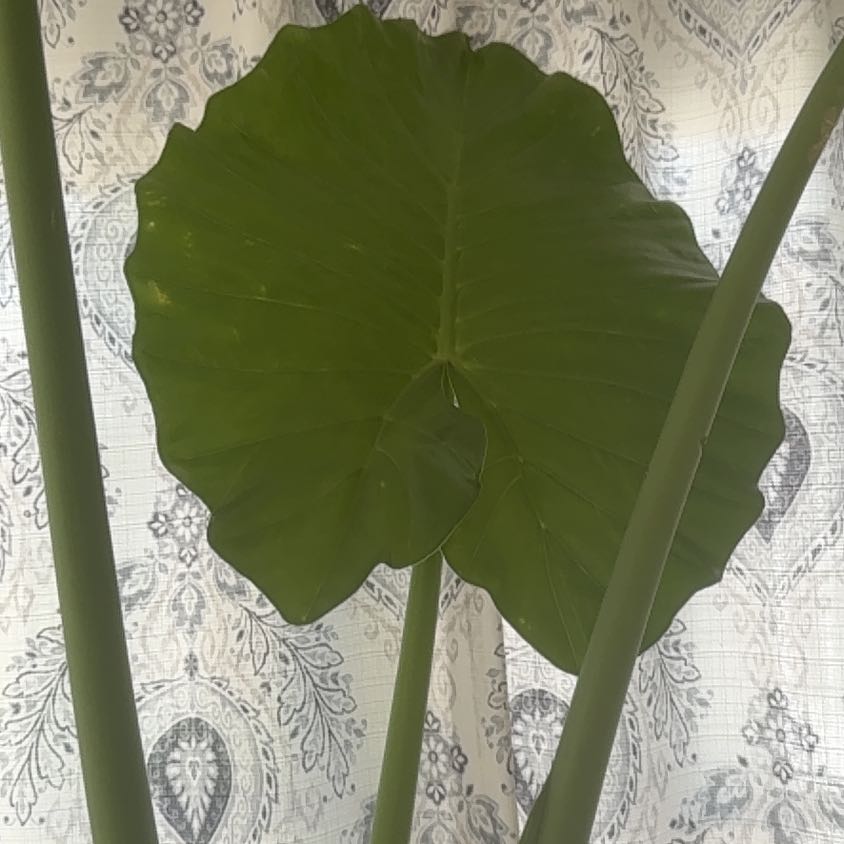 Photo of the plant species Calidora Elephant's Ear by @Jurassicbellz named Brenda on Greg, the plant care app