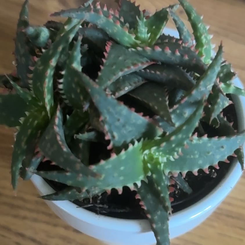Photo of the plant species Aloe 'Christmas Sleigh' by @Jurassicbellz named Apollo on Greg, the plant care app
