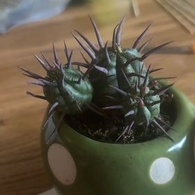 Photo of the plant species Euphorbia ferox by @Jurassicbellz named Figyonce on Greg, the plant care app