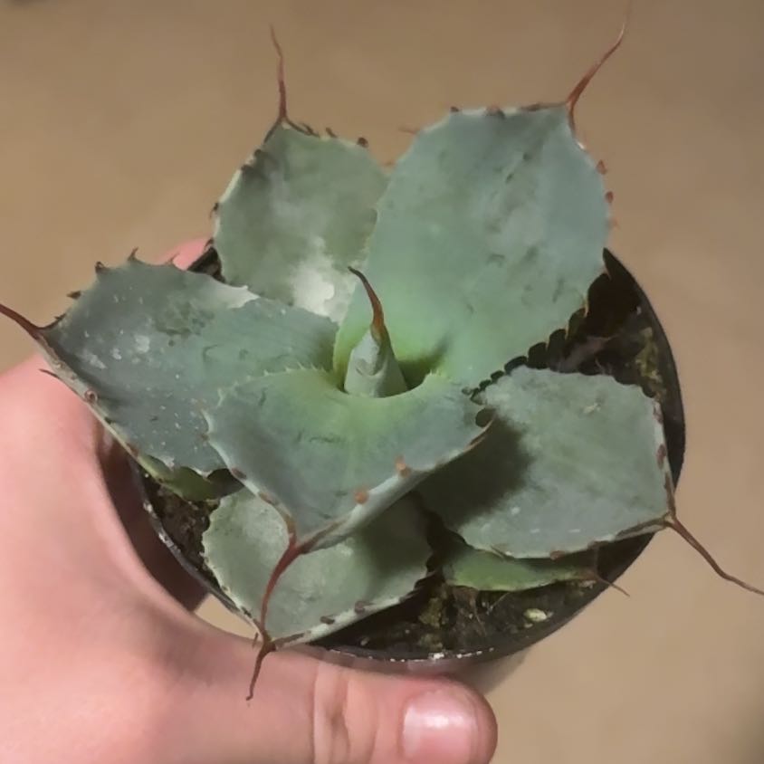 Photo of the plant species Butterfly Agave by @Jurassicbellz named Scarlett on Greg, the plant care app