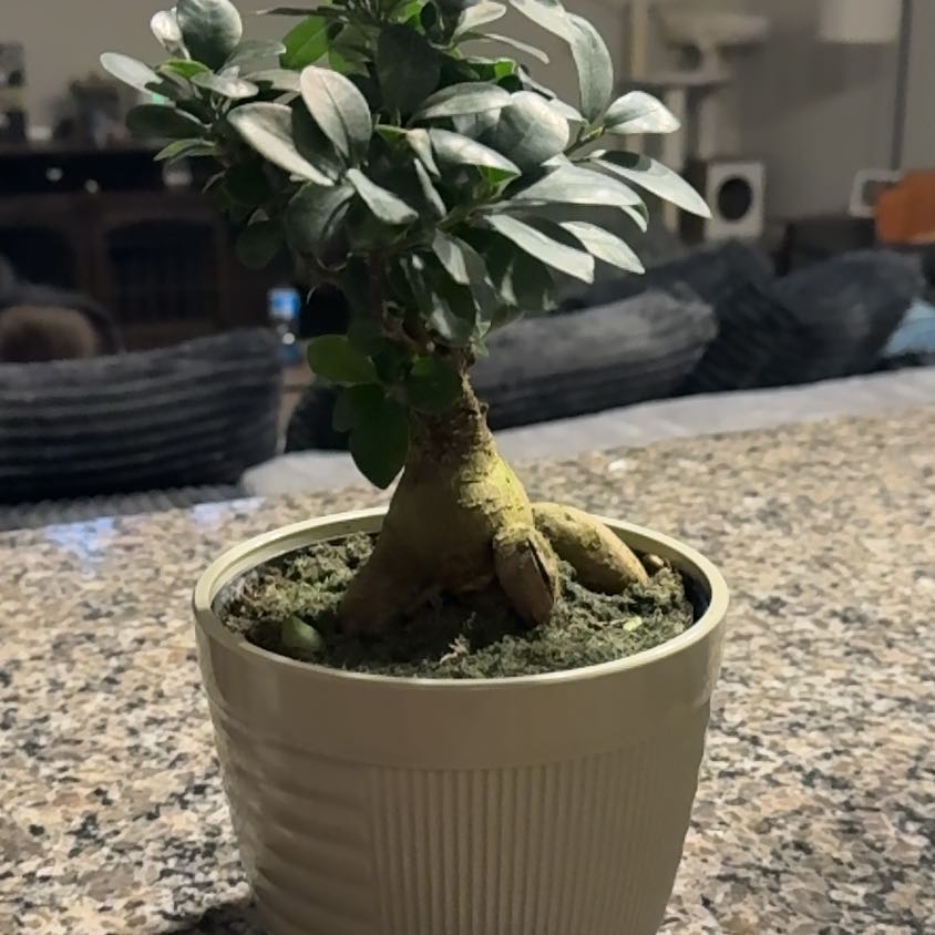 Photo of the plant species Ficus Bonsai by @BeefyAllspice56 named Pax on Greg, the plant care app