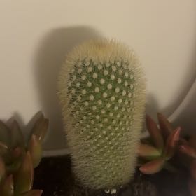 Photo of the plant species Spiny Pincushion Cactus by @PlantGoldenMom named Leonardo on Greg, the plant care app