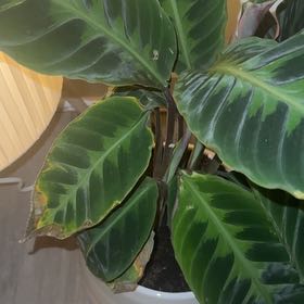 Photo of the plant species Calathea 'Misto' by @PlantGoldenMom named Hemingway on Greg, the plant care app