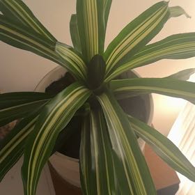 Photo of the plant species Bromelaid by @PlantGoldenMom named Stella on Greg, the plant care app