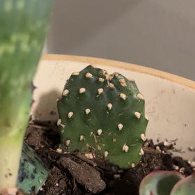Photo of the plant species Bakersfield Beavertail Cactus by @ChiefBarley90 named Cactus Jack on Greg, the plant care app