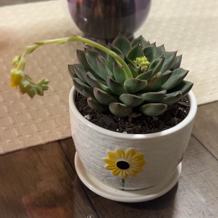 Photo of the plant species Echeveria Hybrid by @ZestyCorkoak5 named Harry on Greg, the plant care app