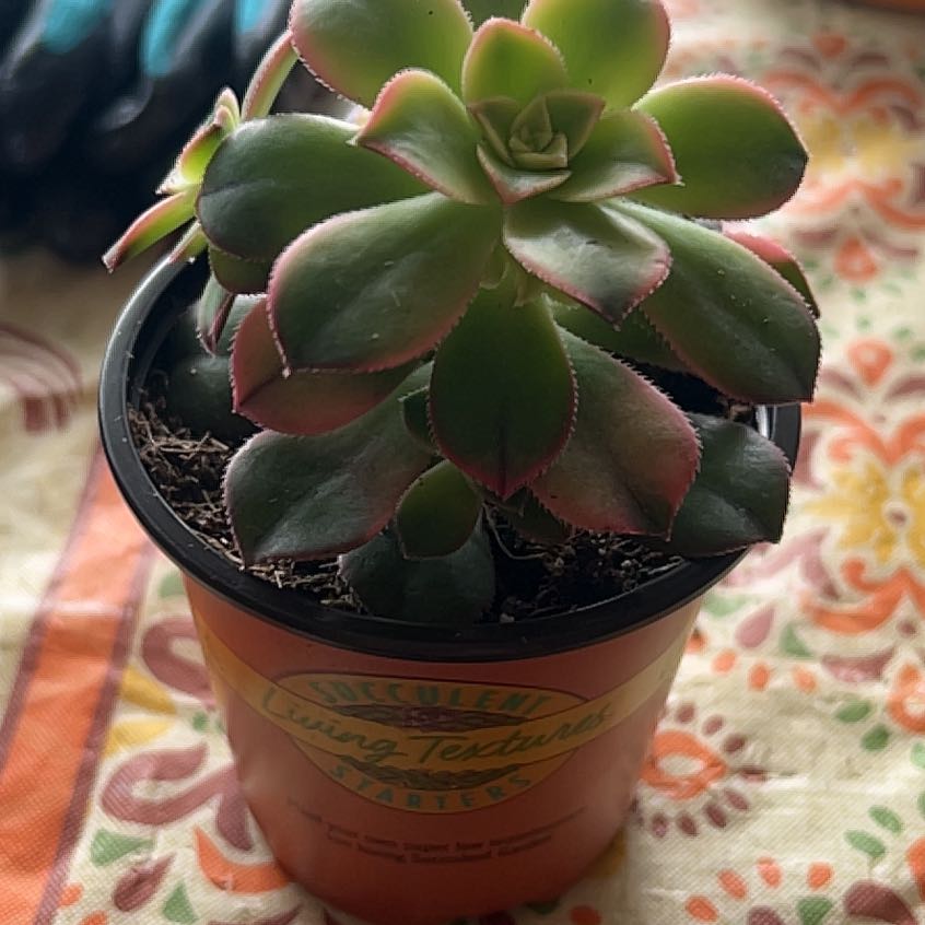 Photo of the plant species succulent by @ZestyCorkoak5 named James Bond on Greg, the plant care app