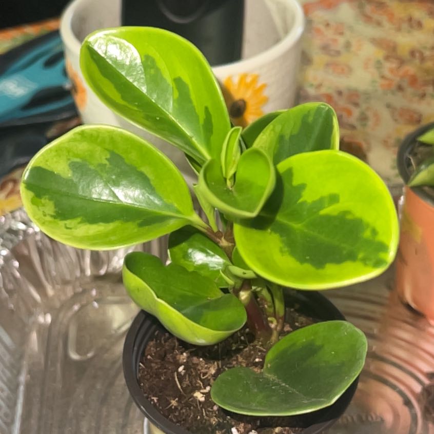 Photo of the plant species Lemon Lime Peperomia by @ZestyCorkoak5 named Hemingway on Greg, the plant care app