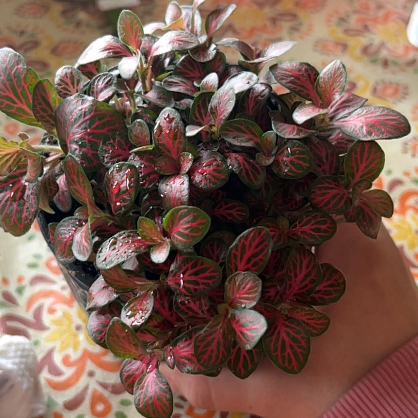 Photo of the plant species Nerve Plant by @ZestyCorkoak5 named Bieber on Greg, the plant care app
