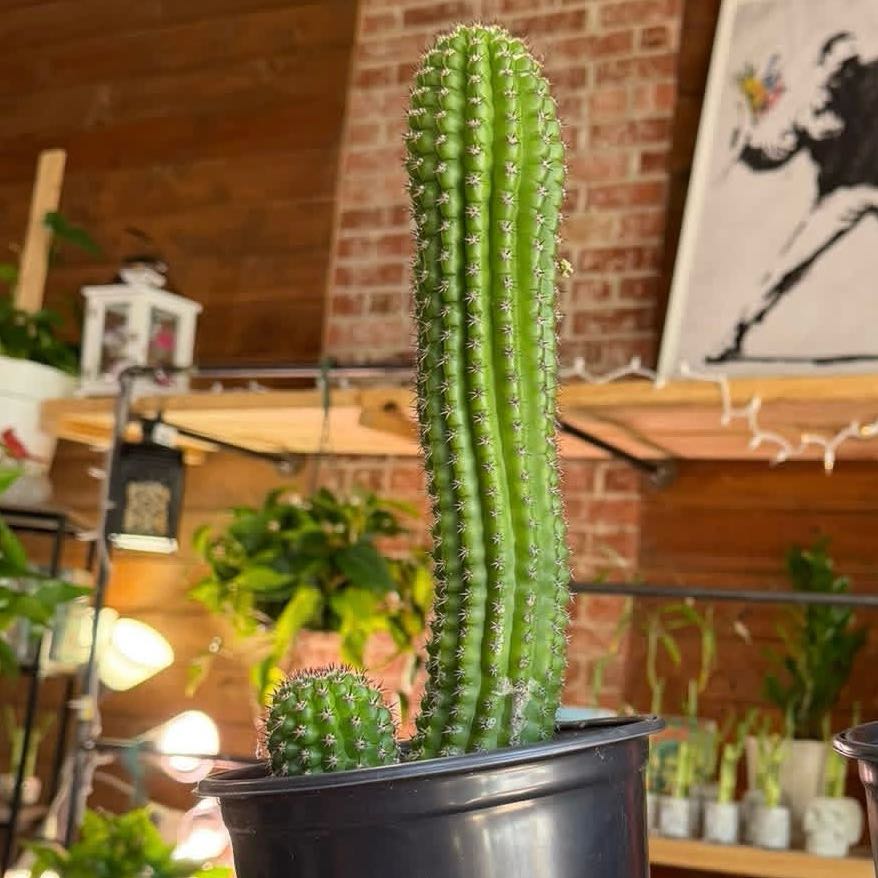 Photo of the plant species Indian Corn Cob by @ZestyCorkoak5 named Lavender on Greg, the plant care app