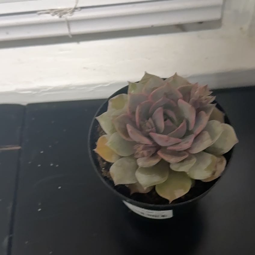 Photo of the plant species Angel Kissed by @BeneficBonsi23 named Winston on Greg, the plant care app