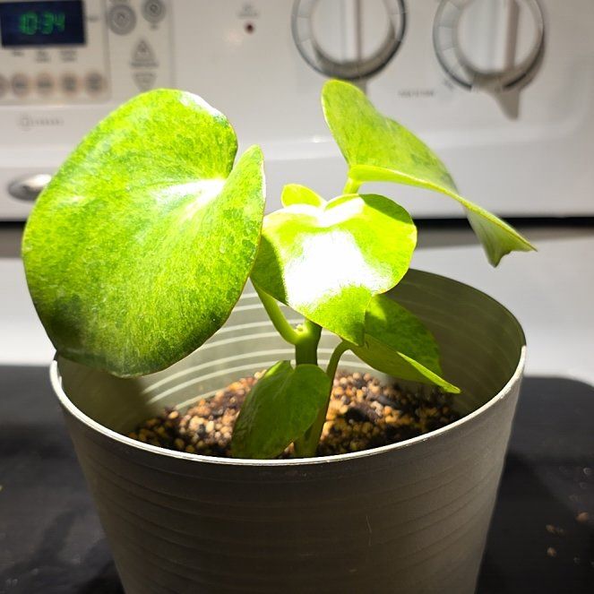 Photo of the plant species Peperomia Camouflage by @HipTawa20 named Jennifer Coolidge on Greg, the plant care app