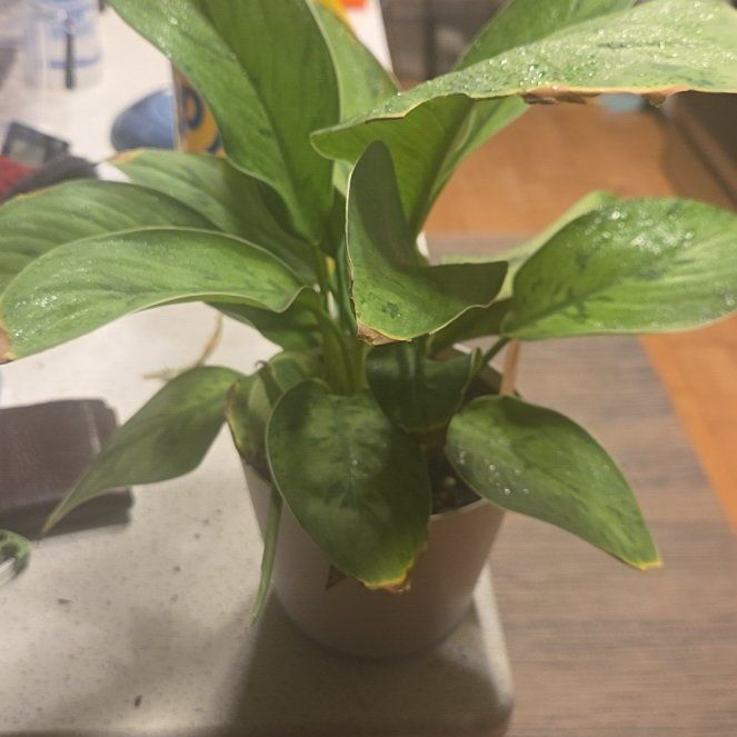 Photo of the plant species Homalomena 'Selby' by @SirRockfig63 named Orwell on Greg, the plant care app