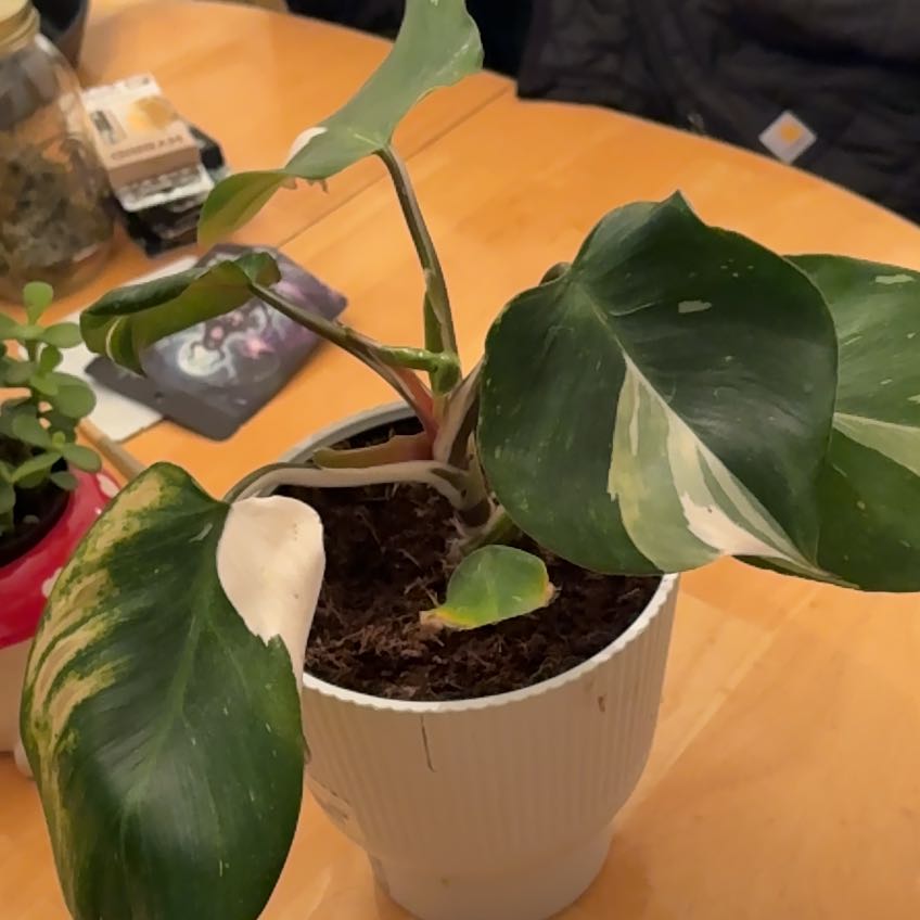 Photo of the plant species White Knight by @SightlyAtom1 named Achilles on Greg, the plant care app