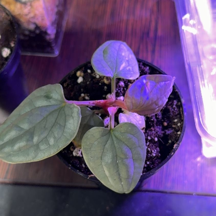 Photo of the plant species Anthurium Luxurians by @Coppercowgirl named Dior on Greg, the plant care app