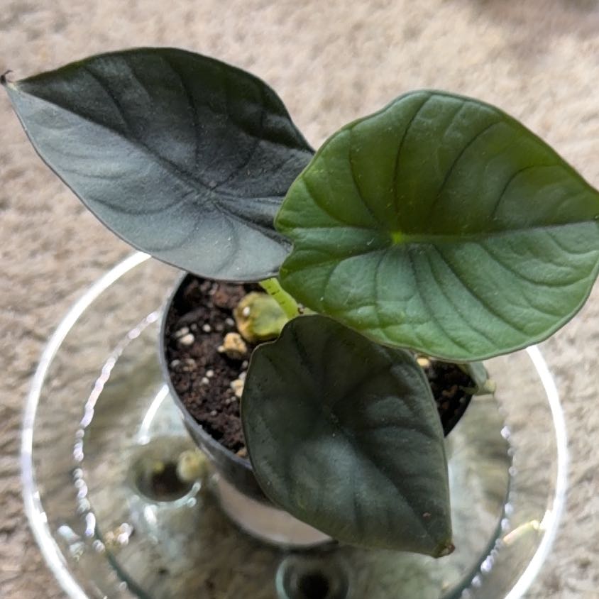 Photo of the plant species Alocasia nebula 'Imperialis' by @Coppercowgirl named Nebula on Greg, the plant care app