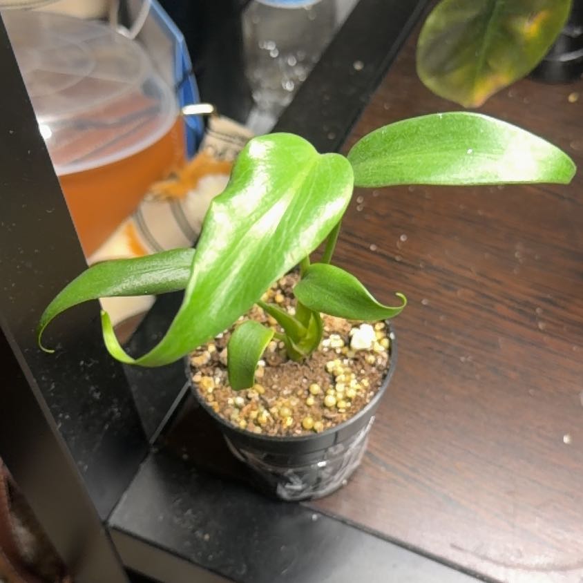 Photo of the plant species Monstera Burle Marx Flame by @Coppercowgirl named Blaze on Greg, the plant care app