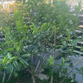 Photo of the plant species Lime Tree by @TryBaibua56 named Forrest on Greg, the plant care app