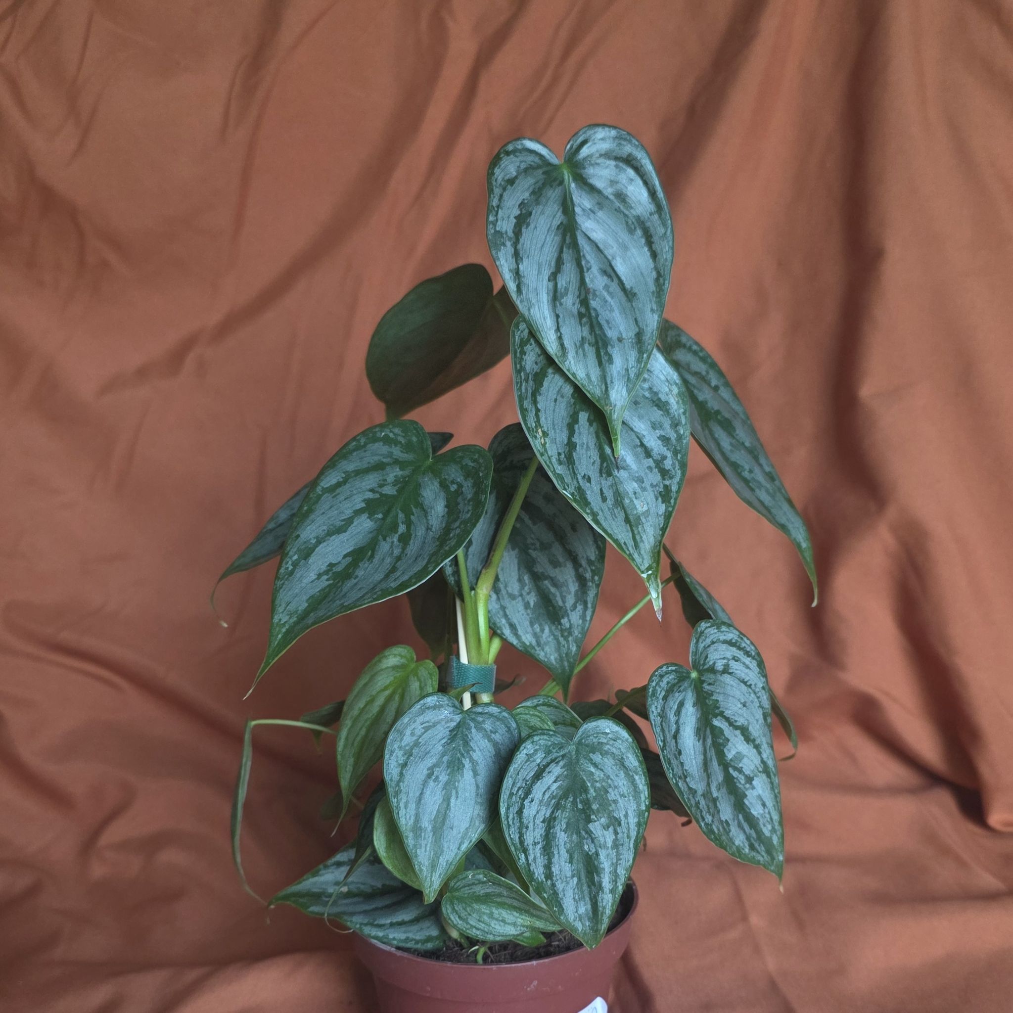 Photo of the plant species Philodendron Brantianum by @lyssaa named Bella on Greg, the plant care app
