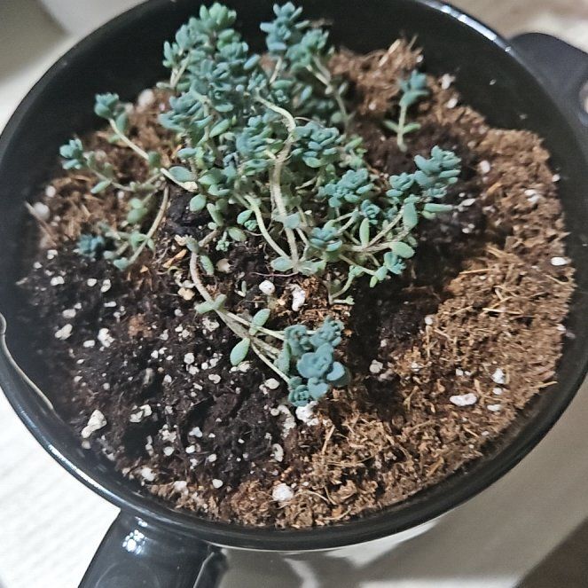 Photo of the plant species Sedum 'Himalayan Skies' by @EarlyPlain96 named Wubbles on Greg, the plant care app