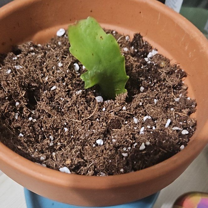 Photo of the plant species Curly Locks Orchid Cactus by @EarlyPlain96 named Shamoo on Greg, the plant care app