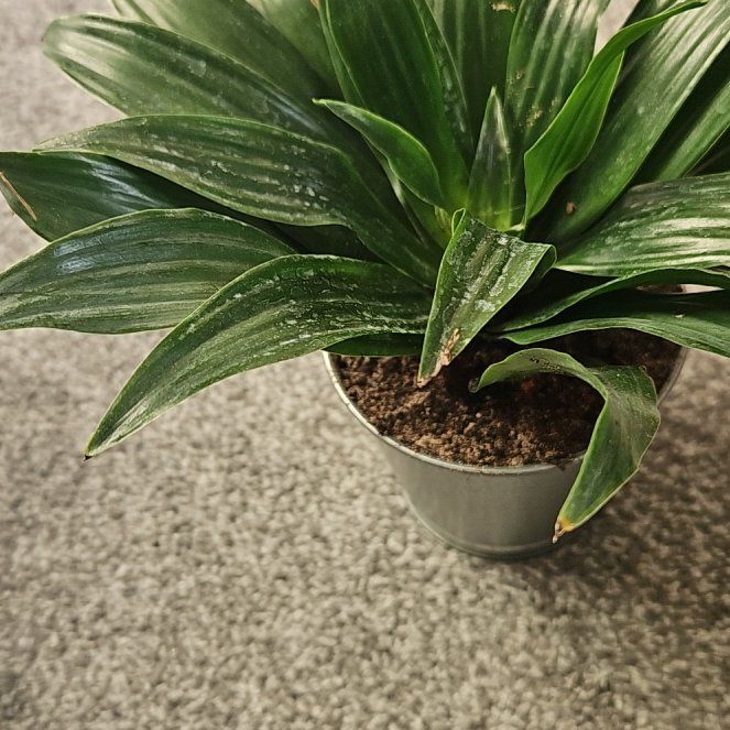 Photo of the plant species Snake Plant by @FreeMikimiki4 named Sanders on Greg, the plant care app