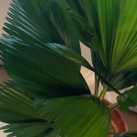 Photo of the plant species Panama Hat Plant by @AmiablePignut named Panama Hat Plant on Greg, the plant care app