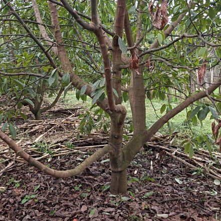 Photo of the plant species Avocado by @BigBeech92 named Leonardo on Greg, the plant care app