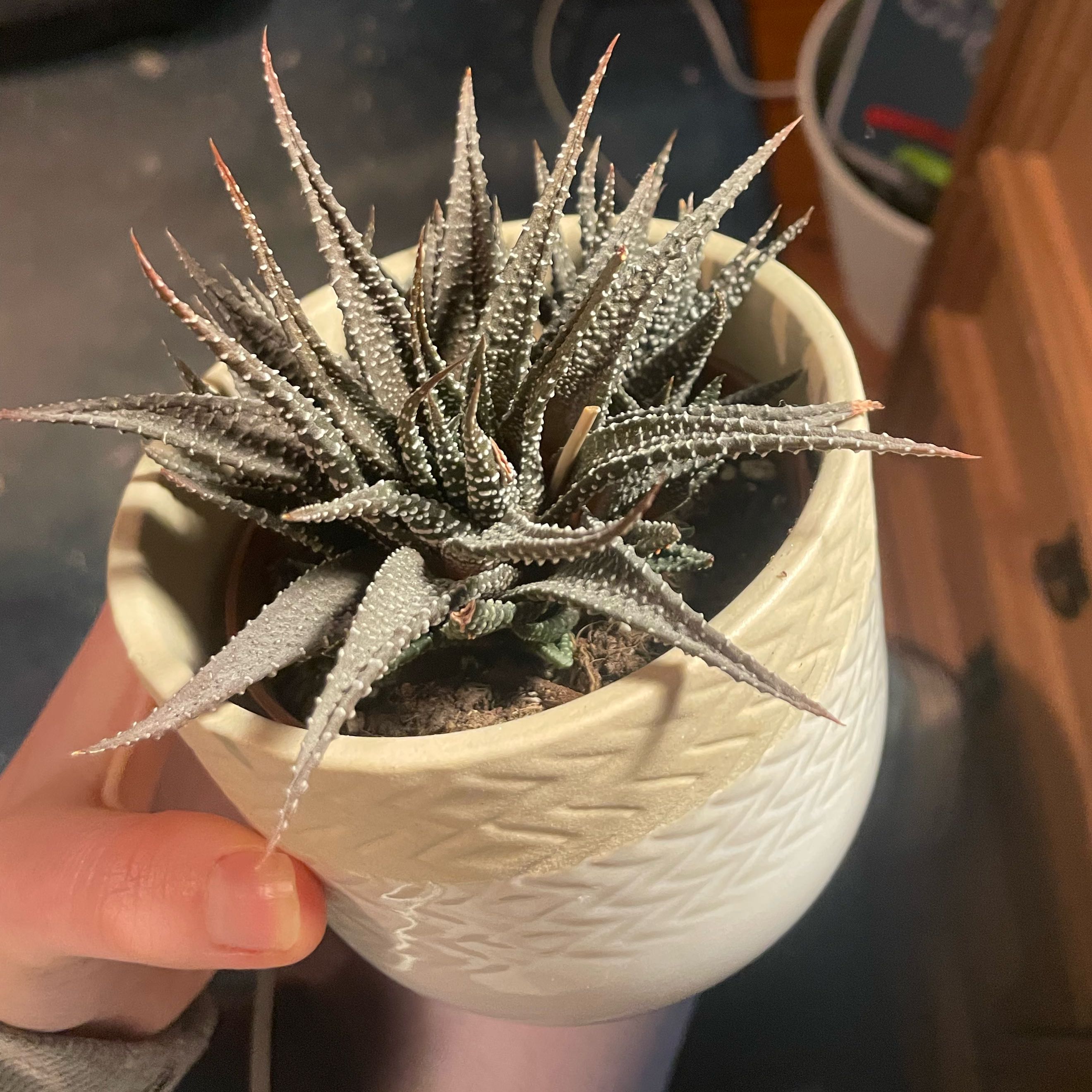 Photo of the plant species Zebra Haworthia by @LoyallyCentro27 named Venom on Greg, the plant care app