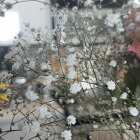 Photo of the plant species Baby's Breath by @GladCoccoon41 named Madonna on Greg, the plant care app