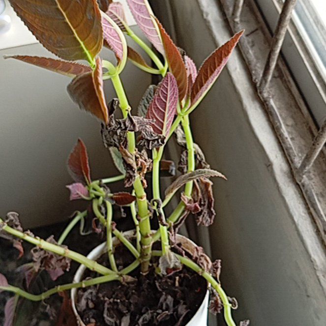 Photo of the plant species Flame Violet by @FabBigfoot43 named Denali on Greg, the plant care app