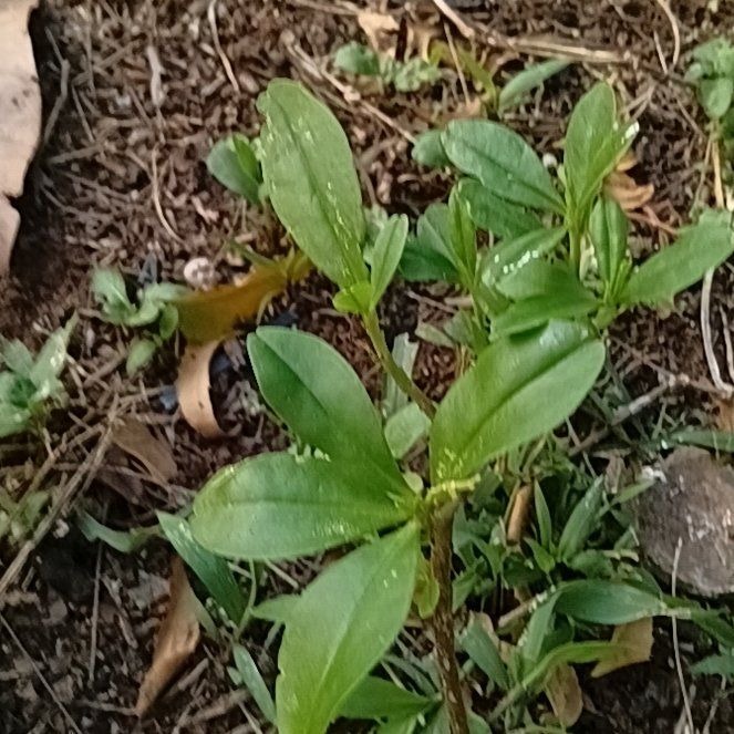 Photo of the plant species Ceylon Spinach by @HeiressWaiuatua named Bigleef Smalls on Greg, the plant care app