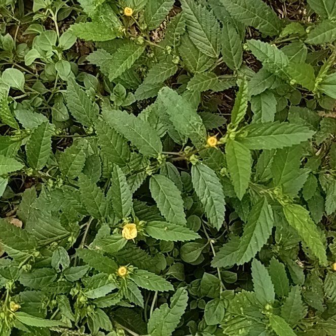Photo of the plant species Threelobe False Mallow by @HeiressWaiuatua named Duke on Greg, the plant care app
