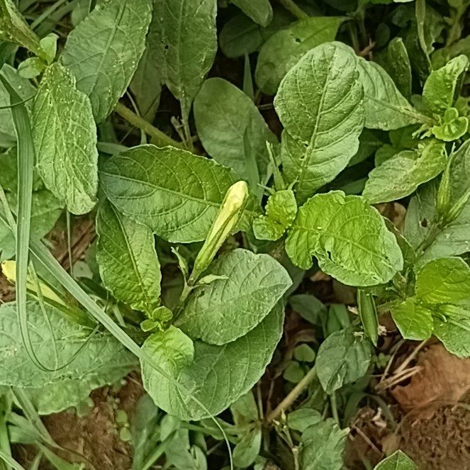 Photo of the plant species Violet Wild Petunia by @HeiressWaiuatua named Bruce Lee on Greg, the plant care app