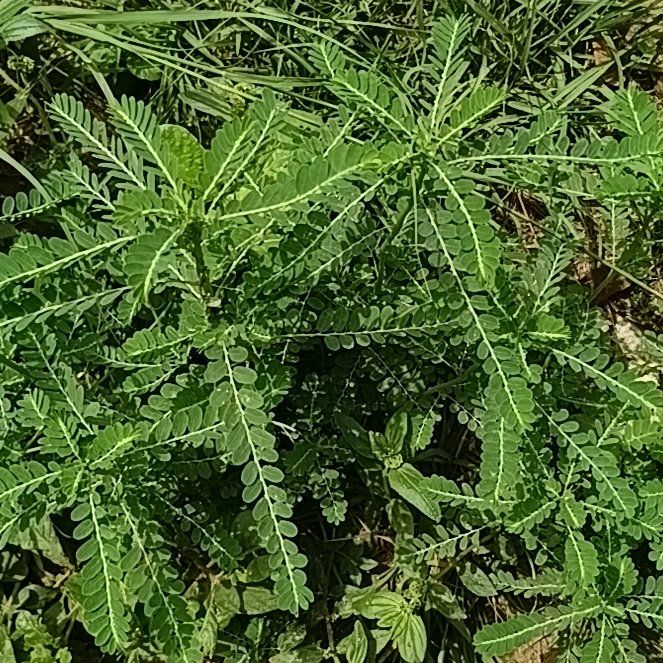 Photo of the plant species Chamber Bitter by @HeiressWaiuatua named Plato on Greg, the plant care app