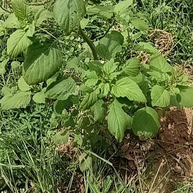 Photo of the plant species Palmer's Amaranth by @HeiressWaiuatua named Achilles on Greg, the plant care app