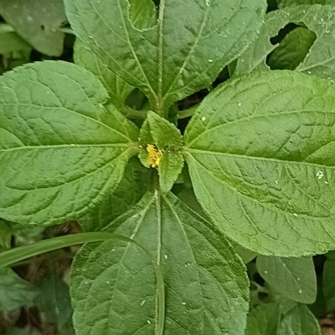 Photo of the plant species Botón De Oro by @HeiressWaiuatua named Nemo on Greg, the plant care app