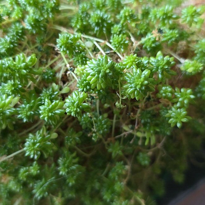 Photo of the plant species Tasteless Stonecrop by @BonusOrchid58 named Surya on Greg, the plant care app