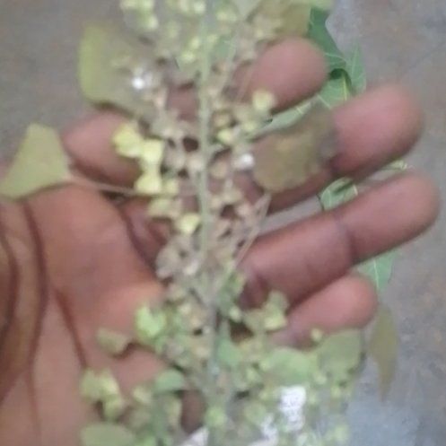 Photo of the plant species Poorman Pepperweed by @GrownRedflax67 named Hemingway on Greg, the plant care app