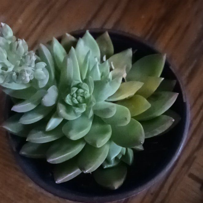 Photo of the plant species Tacisedum 'Spring Glow' by @WittyPeanut89 named Blossom on Greg, the plant care app